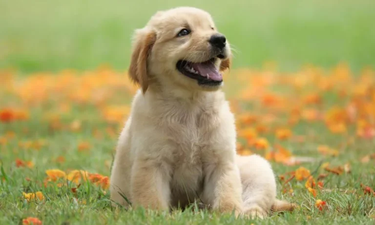 120 Cute Dog Names for Your Adorable Puppy