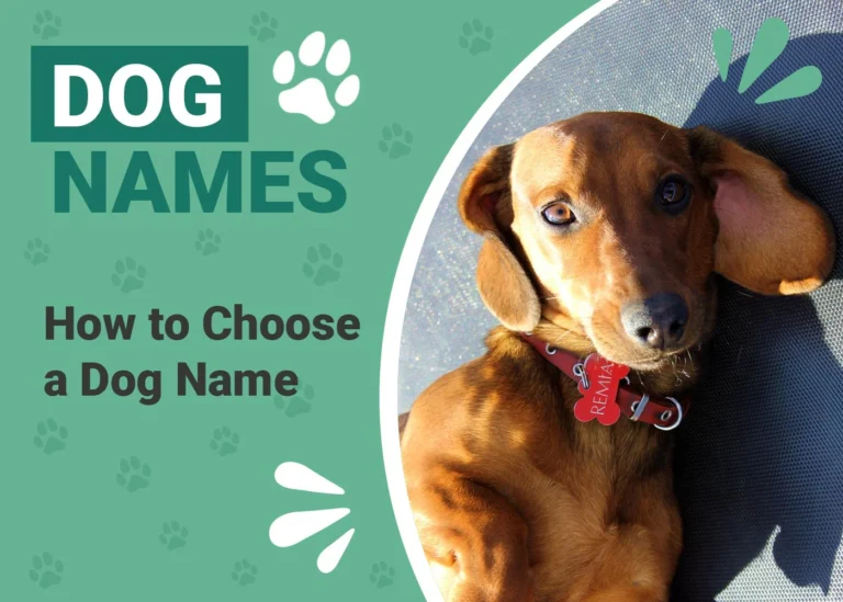 How to Pick the Perfect Dog Name (Guide + Tips)